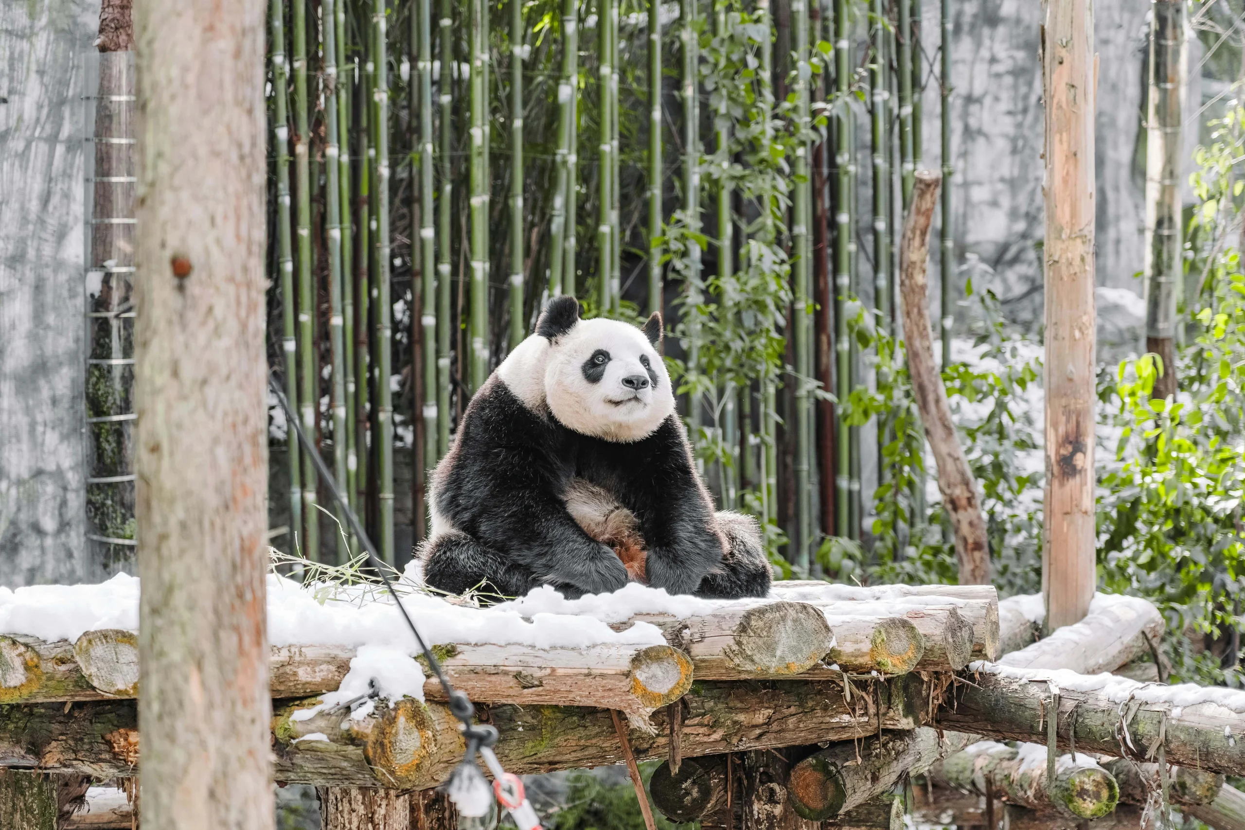 panda chengdu sitting in a tree